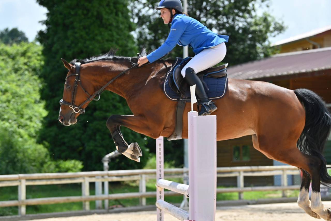 Mare KWPN Dutch Warmblood For sale 2018 Bay