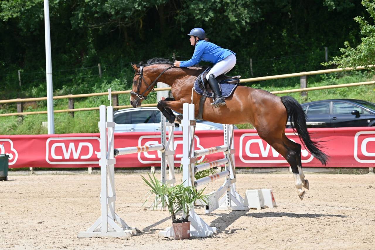 Mare KWPN Dutch Warmblood For sale 2018 Bay