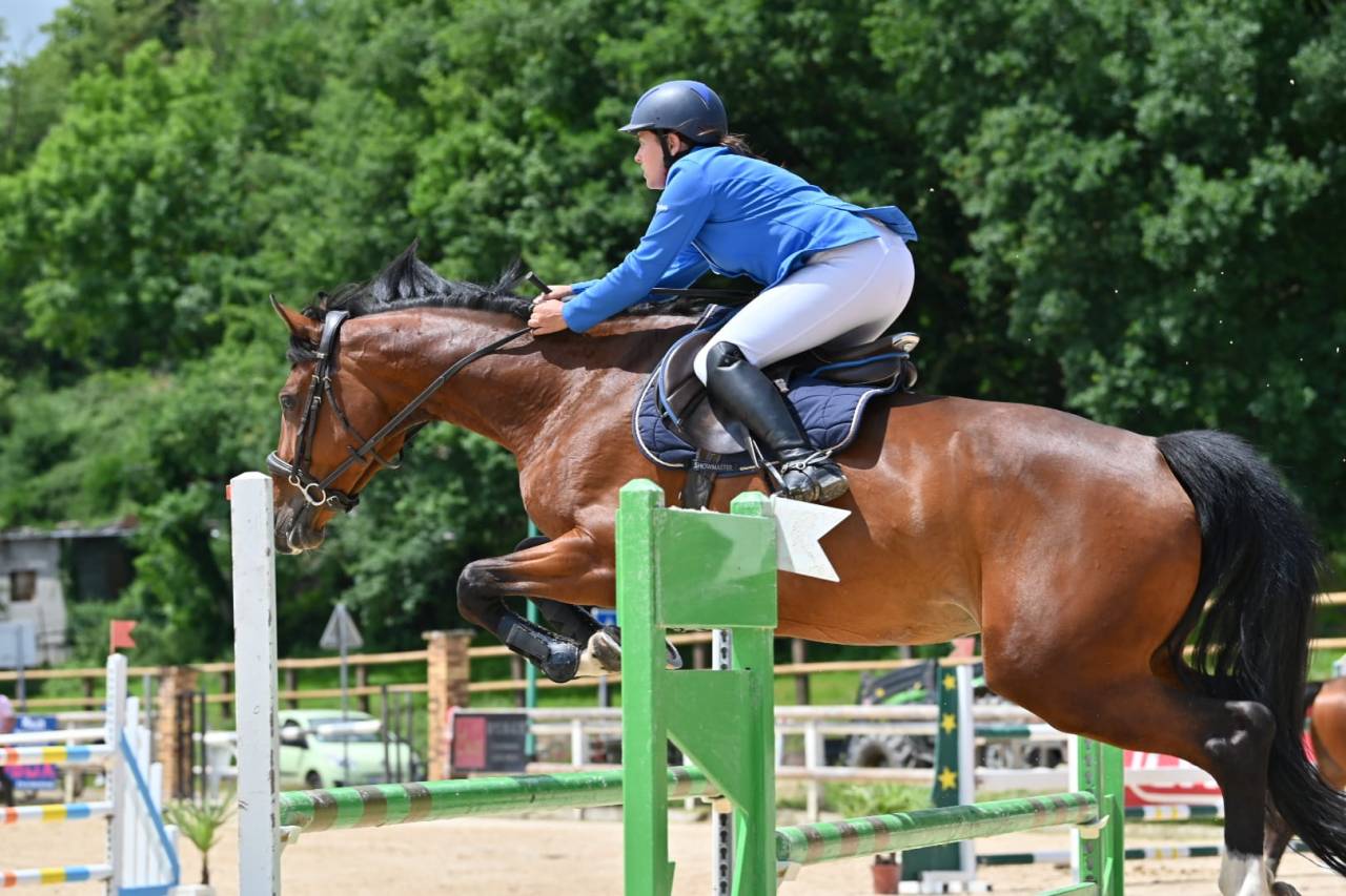 Mare KWPN Dutch Warmblood For sale 2018 Bay