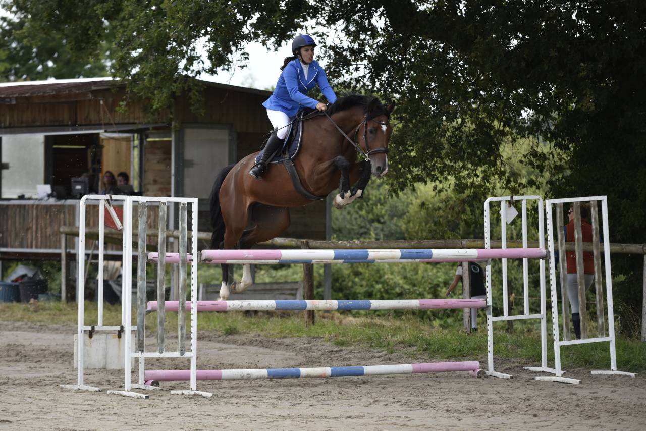 Mare KWPN Dutch Warmblood For sale 2018 Bay