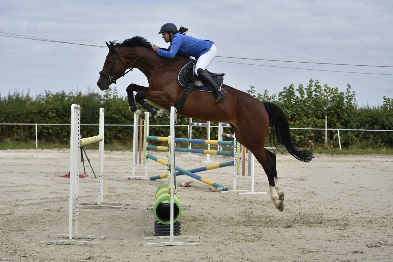 Mare KWPN Dutch Warmblood For sale 2018 Bay