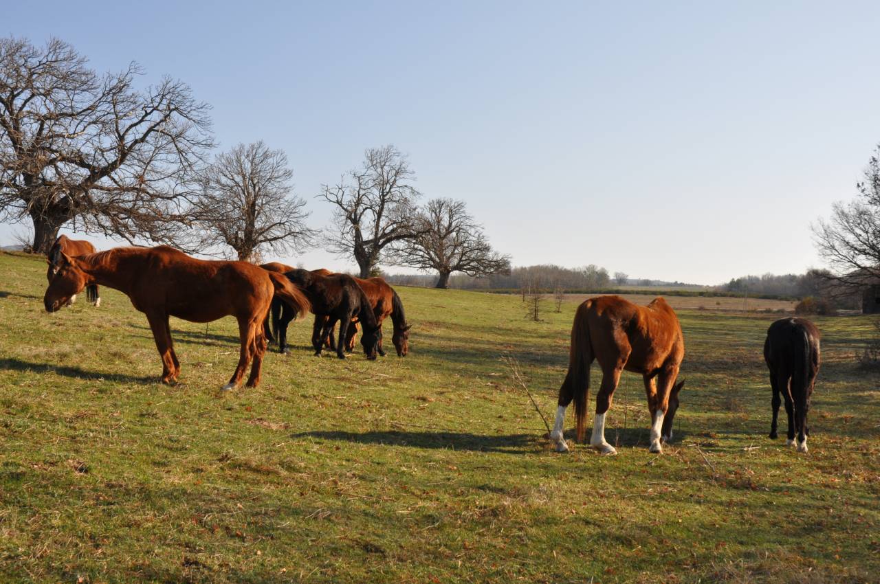 Equestrian Bed and Breakfast  Alpes-de-Haute-Provence