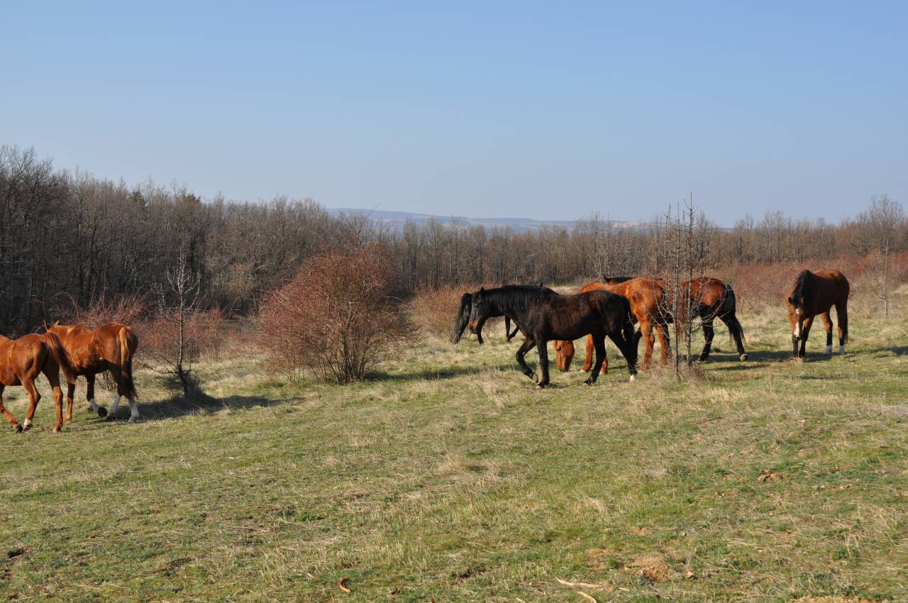 Equestrian Bed and Breakfast  Alpes-de-Haute-Provence