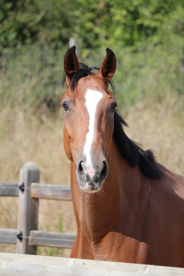 Mare BWP Belgian Warmblood For sale 2021 Bay