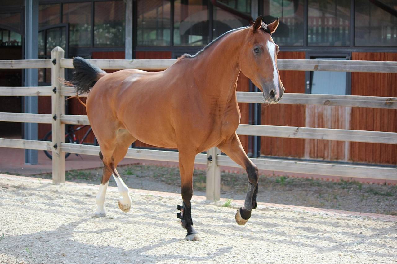 Mare BWP Belgian Warmblood For sale 2021 Bay