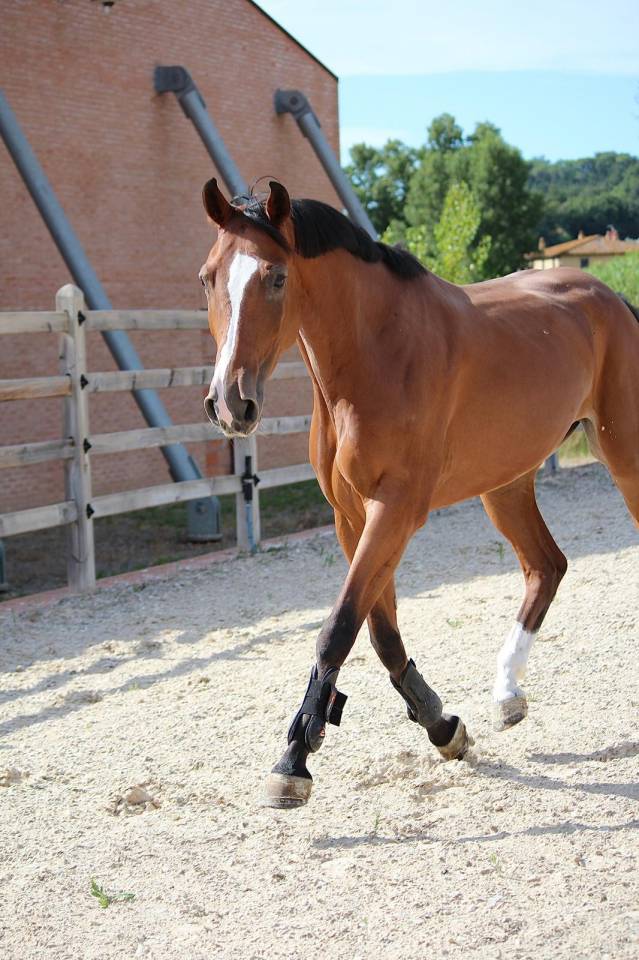 Mare BWP Belgian Warmblood For sale 2021 Bay