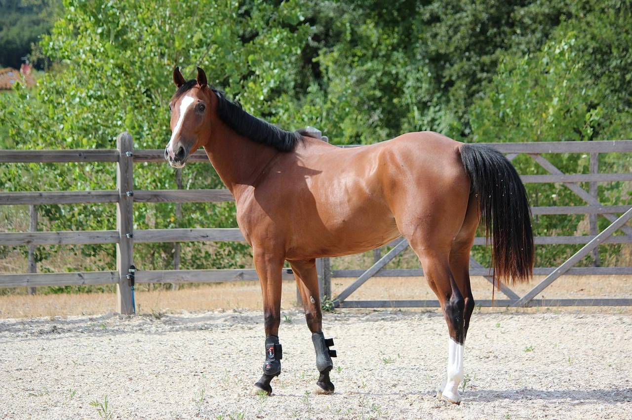 Mare BWP Belgian Warmblood For sale 2021 Bay