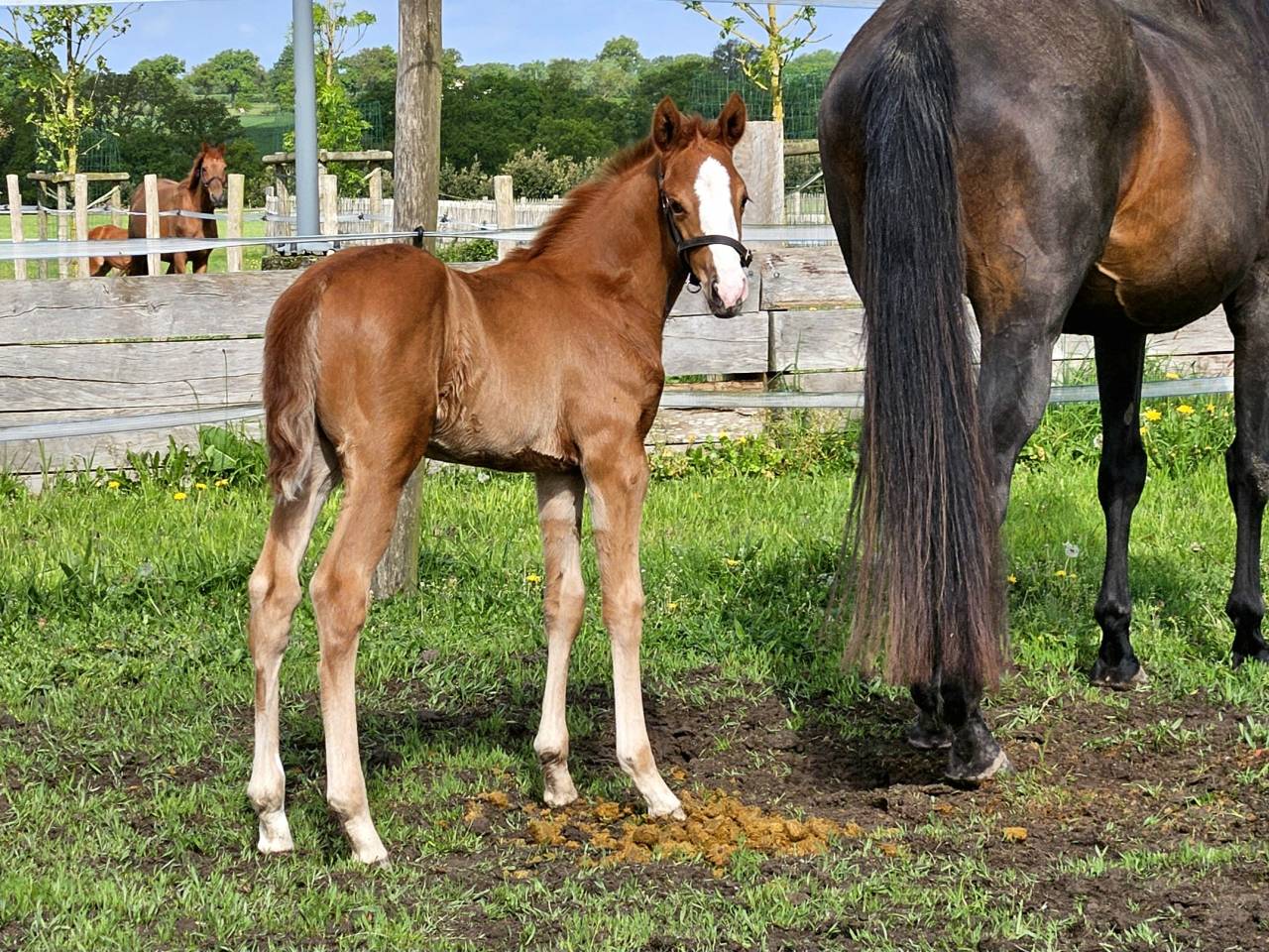 Broodmare Anglo-Arabian For sale 2010 Dark Bay