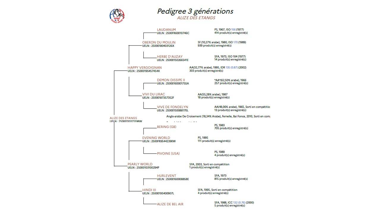 Broodmare Anglo-Arabian For sale 2010 Dark Bay