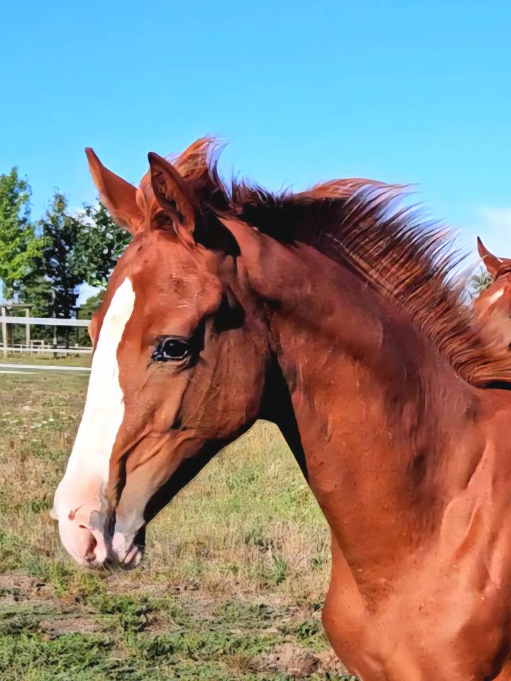 Broodmare Anglo-Arabian For sale 2010 Dark Bay