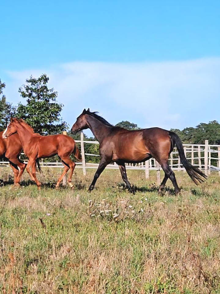 Broodmare Anglo-Arabian For sale 2010 Dark Bay