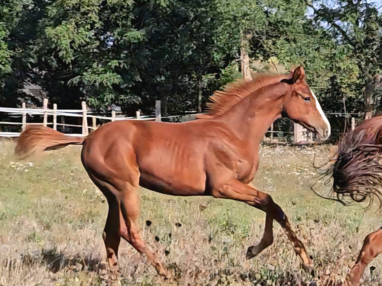 Broodmare Anglo-Arabian For sale 2010 Dark Bay