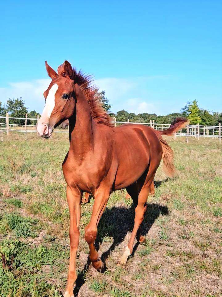 Broodmare Anglo-Arabian For sale 2010 Dark Bay