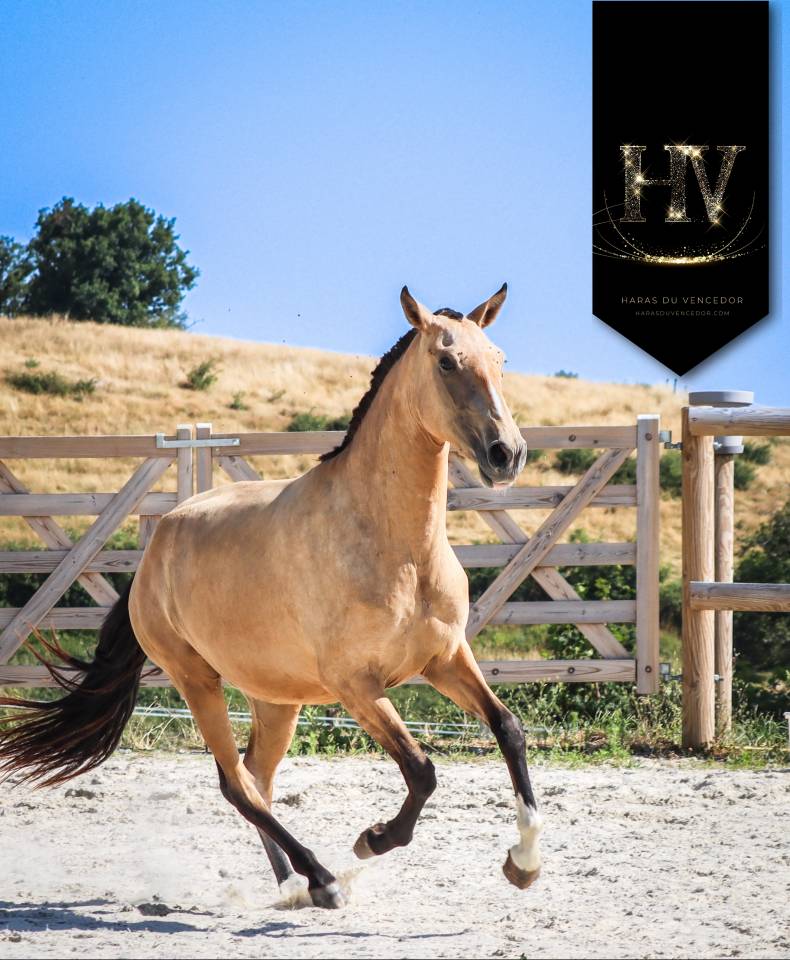 Filly Lusitano For sale 2023 Buckskin