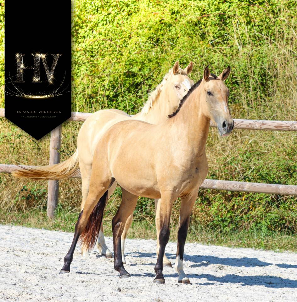 Filly Lusitano For sale 2023 Buckskin