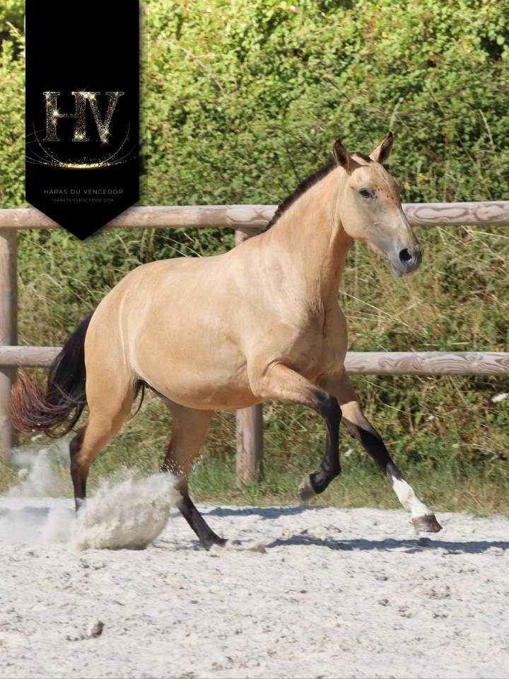 Filly Lusitano For sale 2023 Buckskin