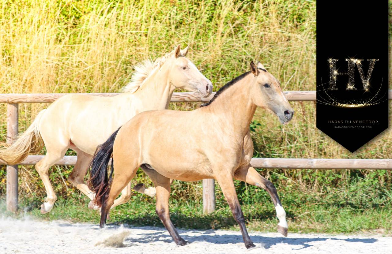 Filly Lusitano For sale 2023 Buckskin