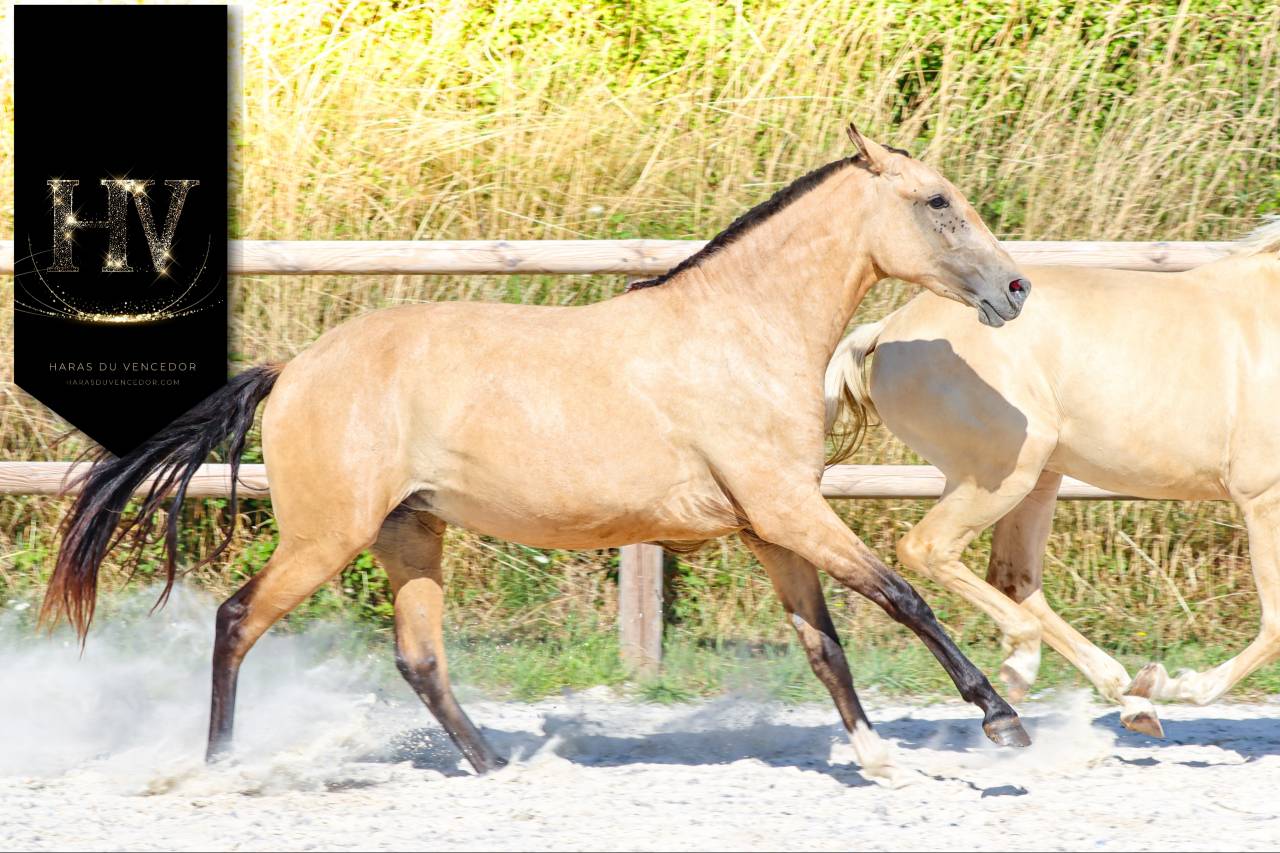 Filly Lusitano For sale 2023 Buckskin