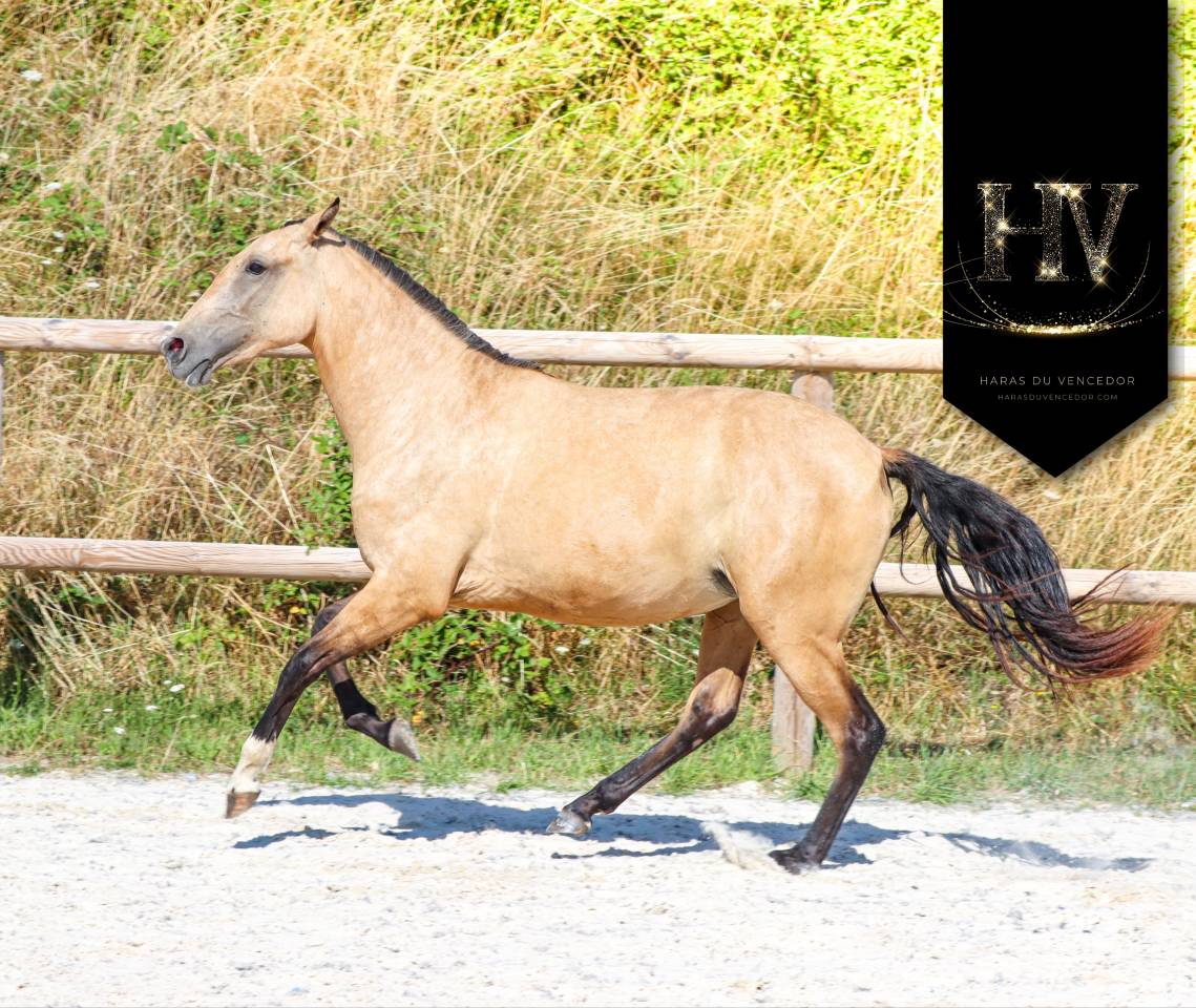 Filly Lusitano For sale 2023 Buckskin