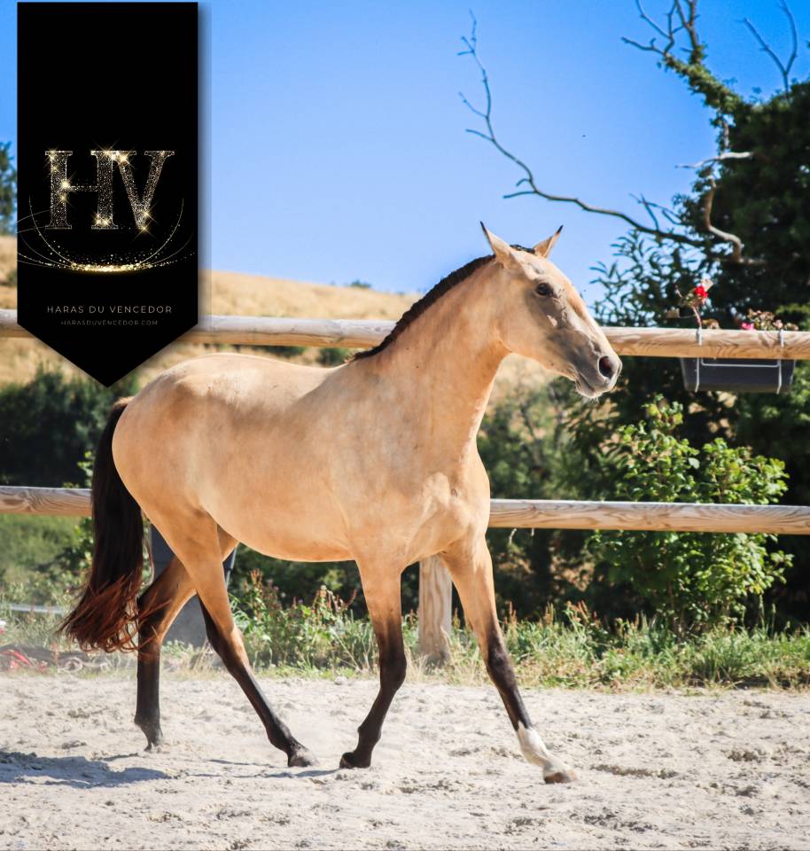 Filly Lusitano For sale 2023 Buckskin