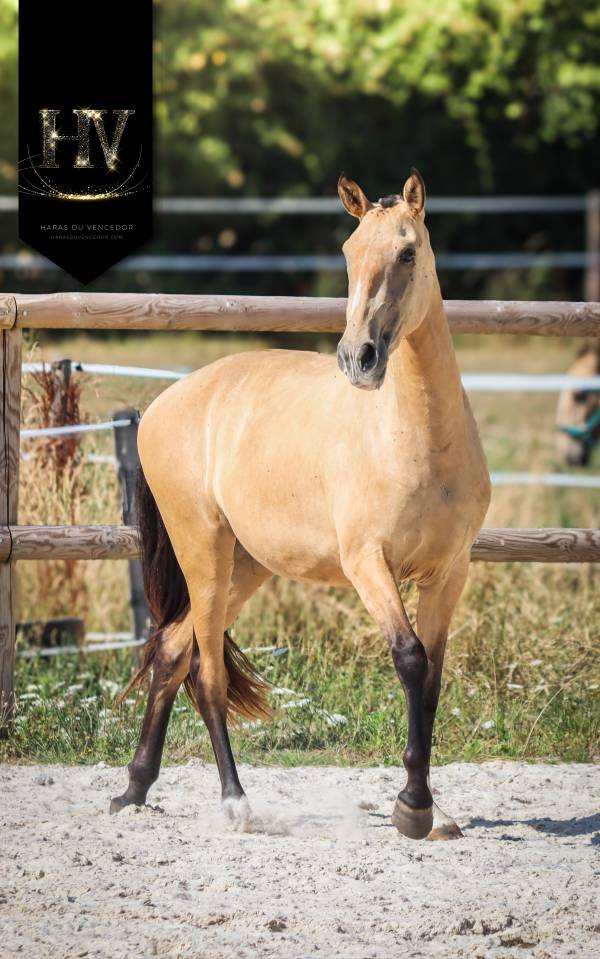 Filly Lusitano For sale 2023 Buckskin