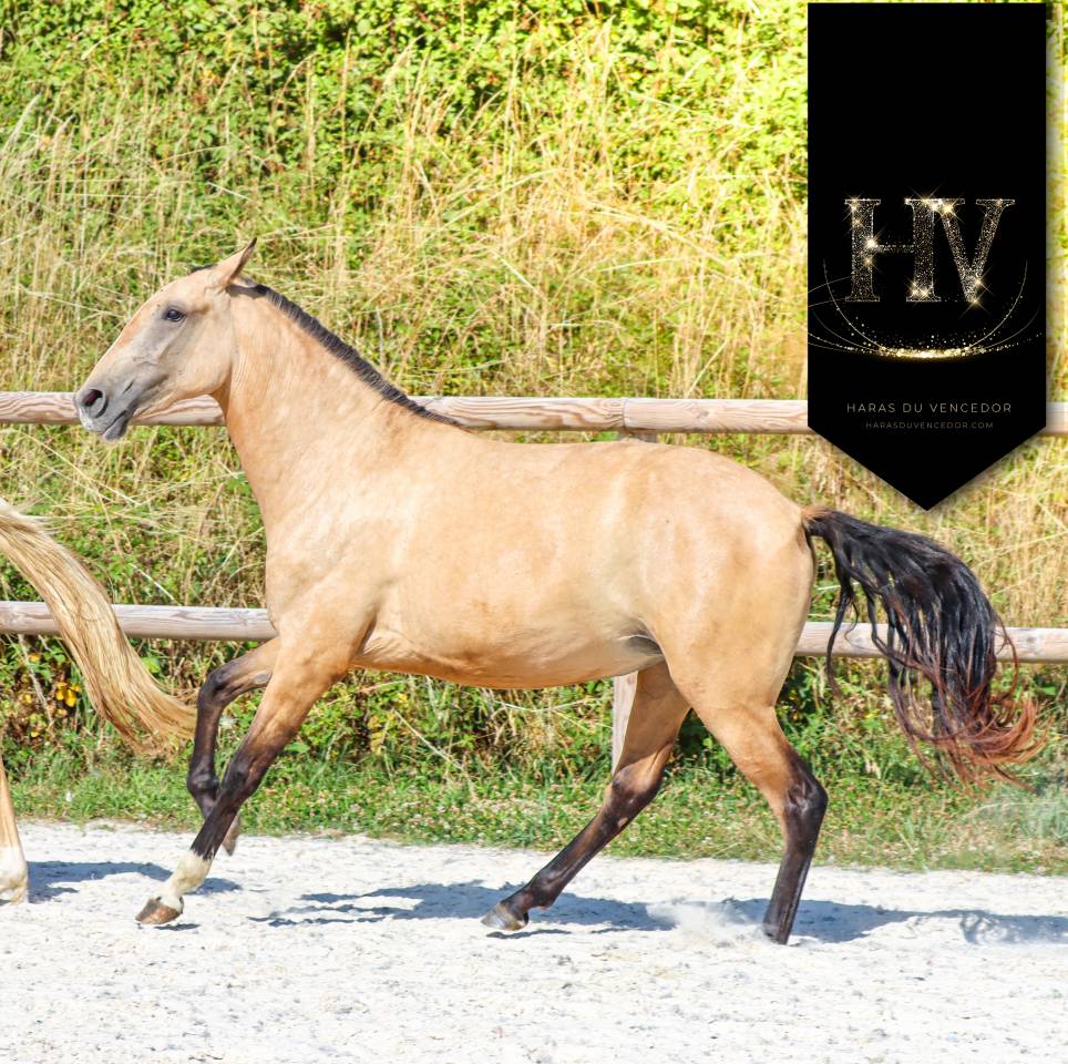 Filly Lusitano For sale 2023 Buckskin