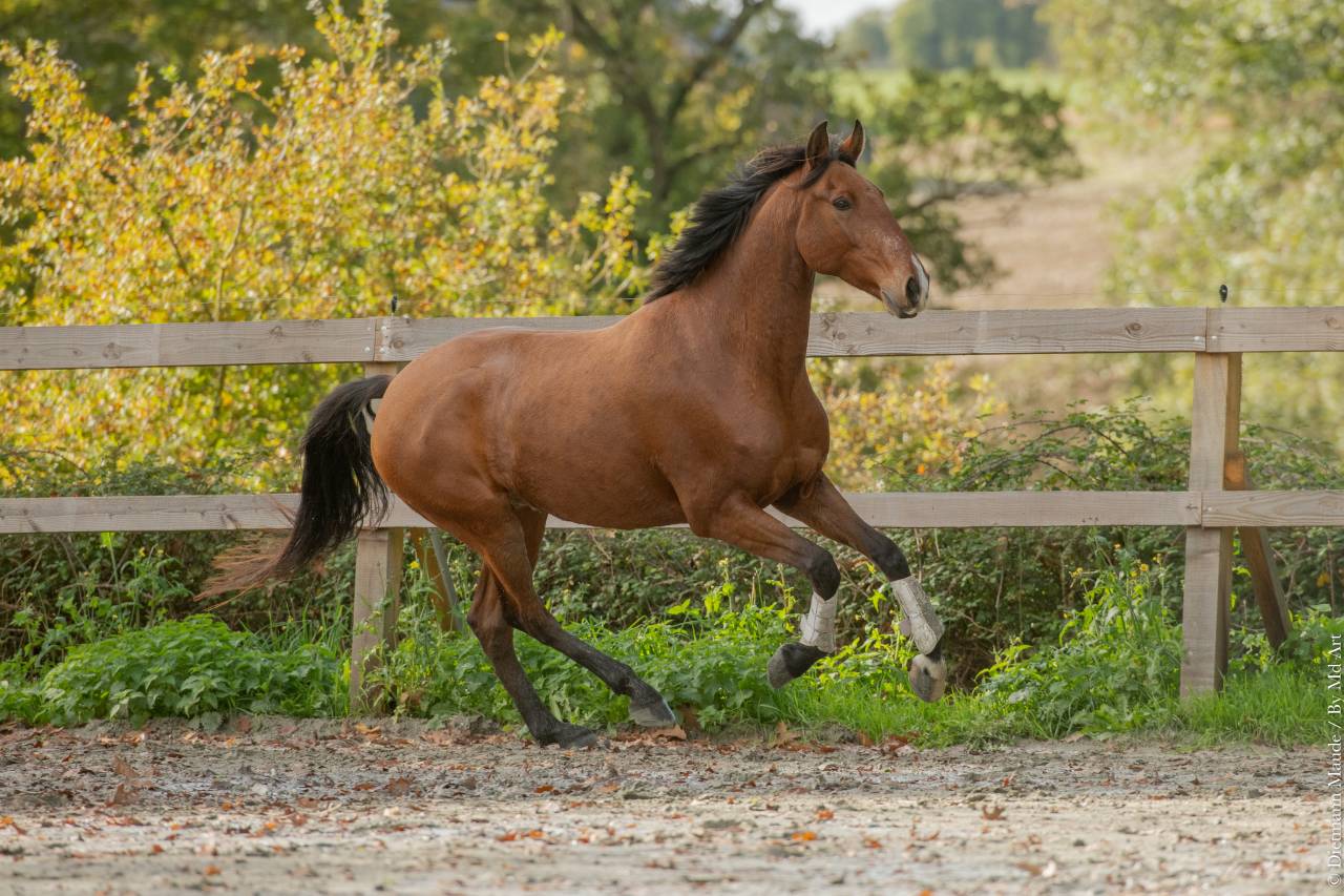 Gelding Lusitano For sale 2019 Bay