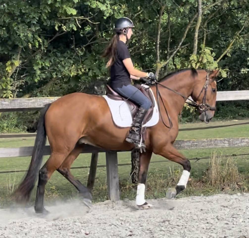 Gelding Lusitano For sale 2019 Bay