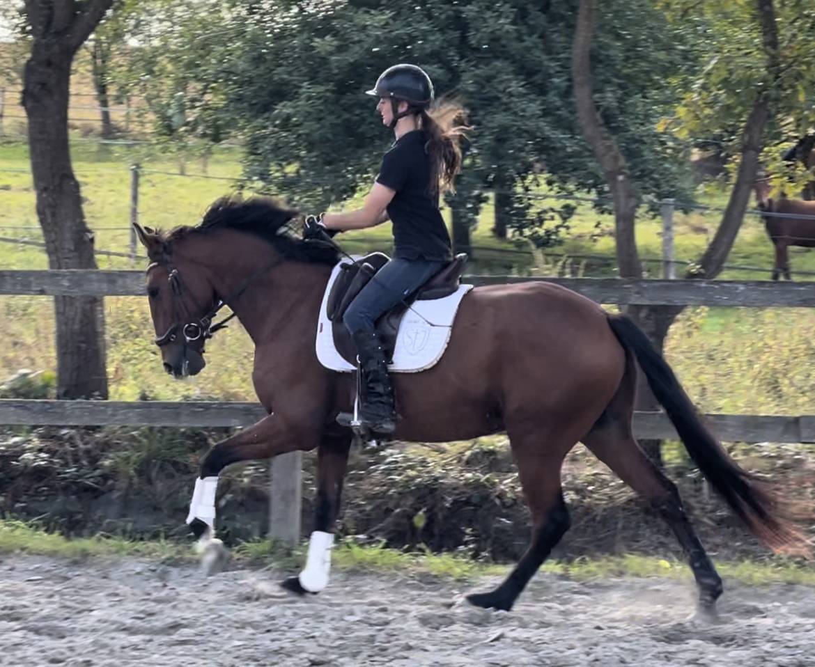 Gelding Lusitano For sale 2019 Bay