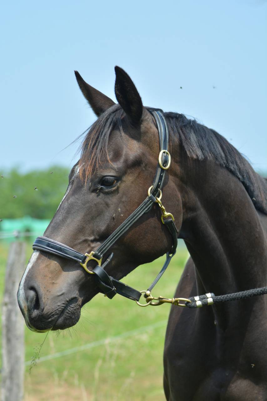 Gelding English Thoroughbred For sale 2021 Dark Bay