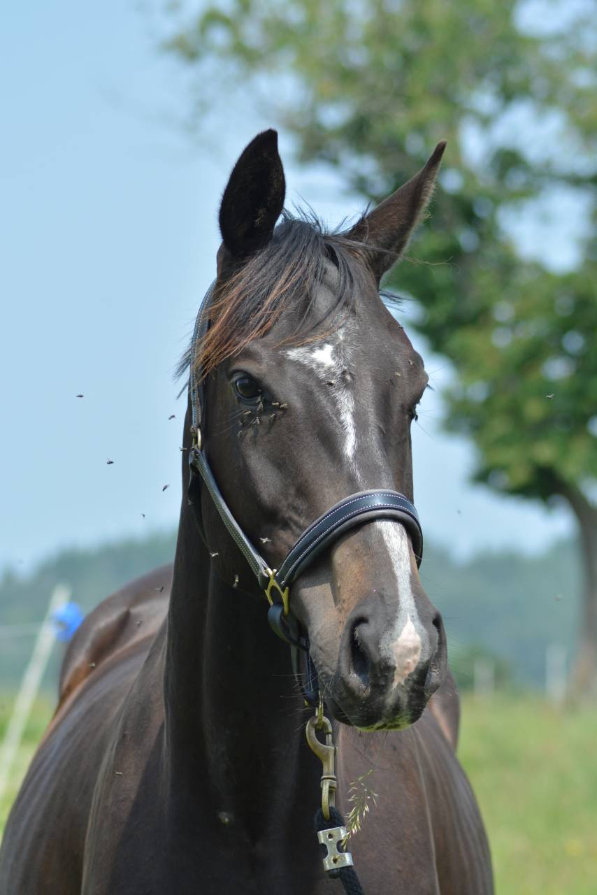 Gelding English Thoroughbred For sale 2021 Dark Bay