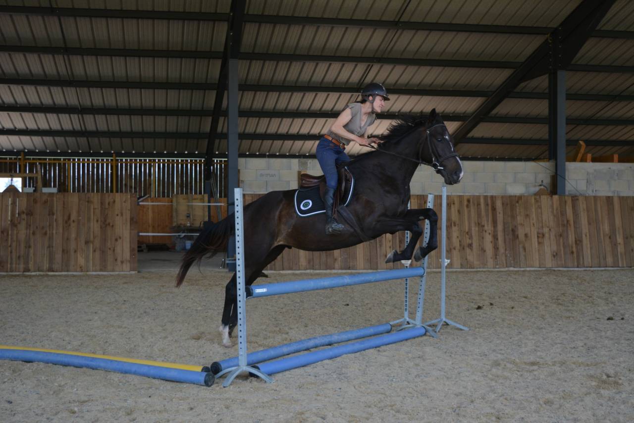 Gelding English Thoroughbred For sale 2021 Dark Bay