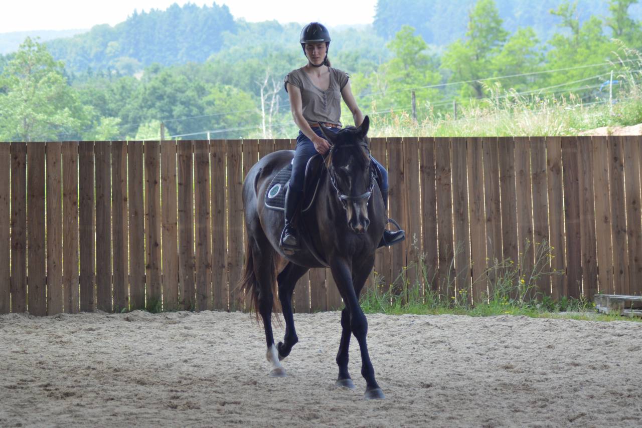 Gelding English Thoroughbred For sale 2021 Dark Bay
