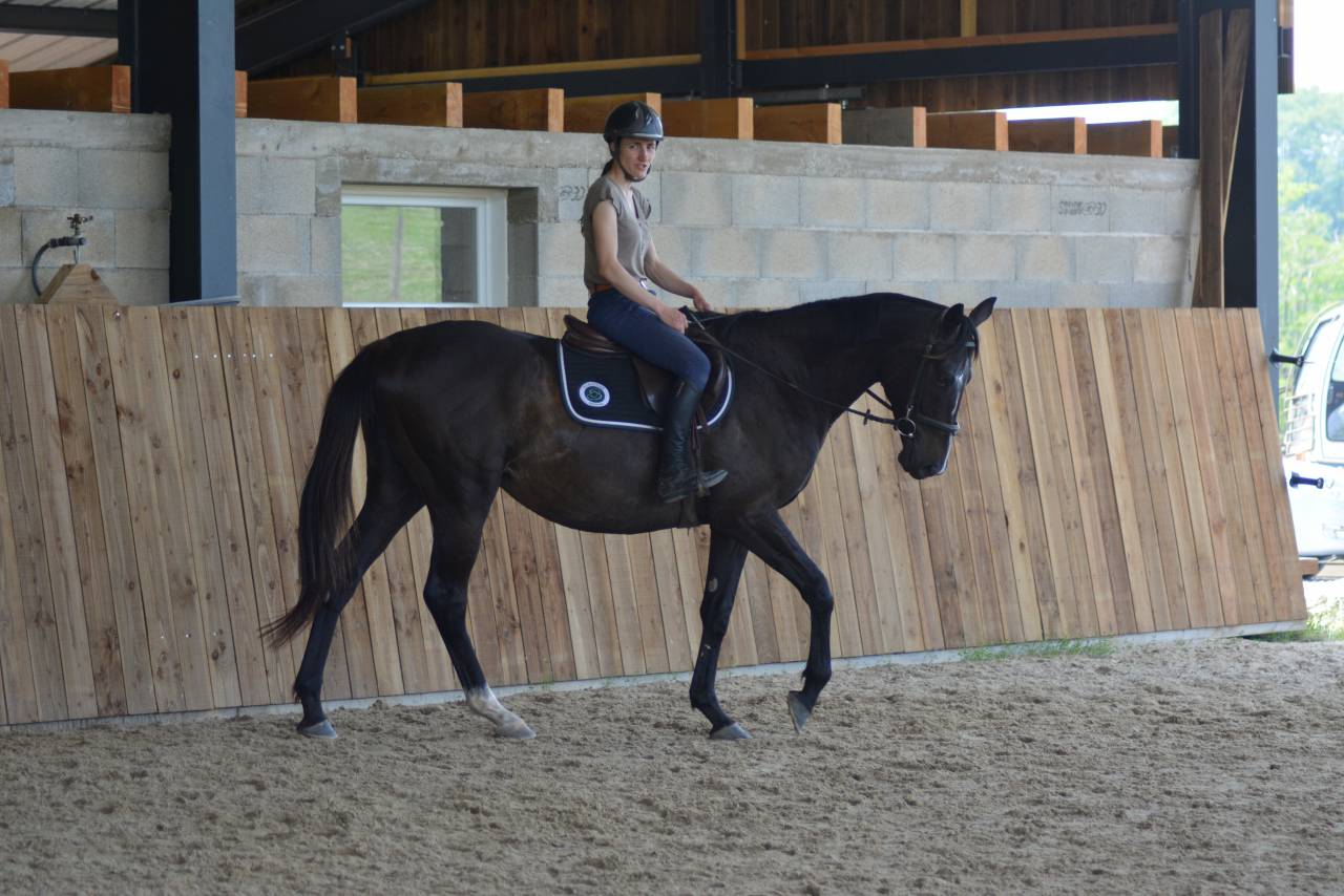 Gelding English Thoroughbred For sale 2021 Dark Bay