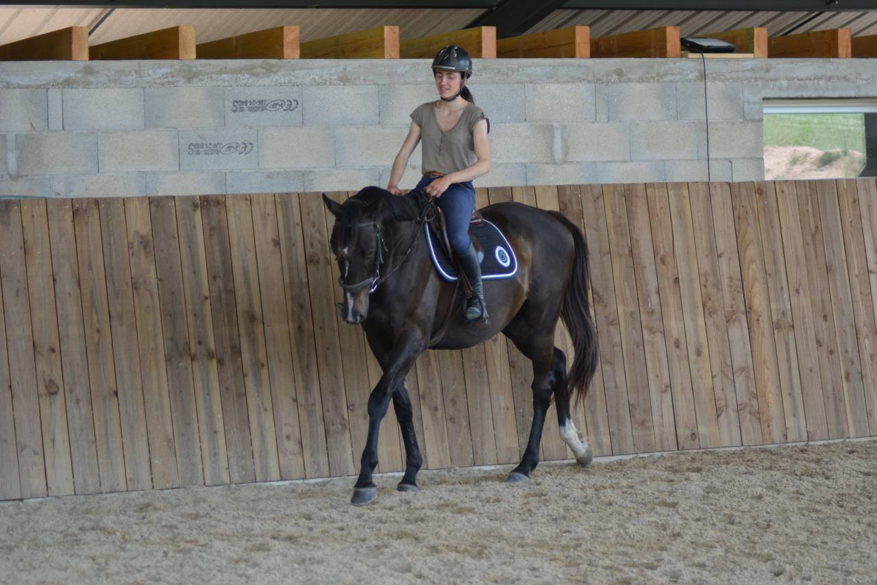 Gelding English Thoroughbred For sale 2021 Dark Bay