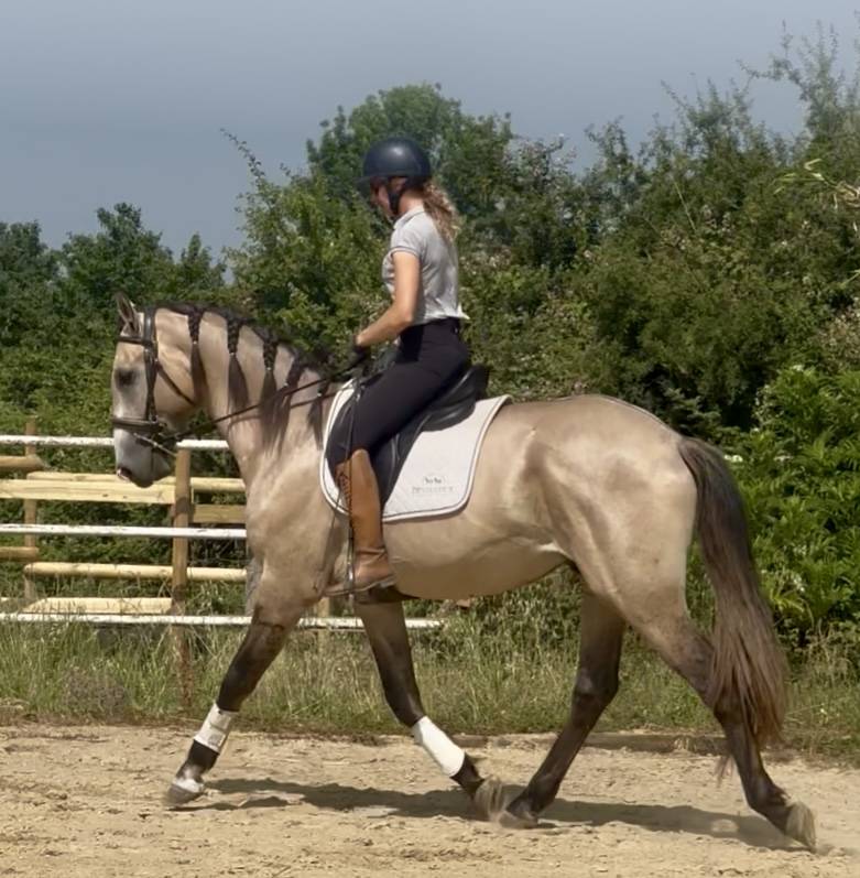 Entire Lusitano For sale 2022 Grey