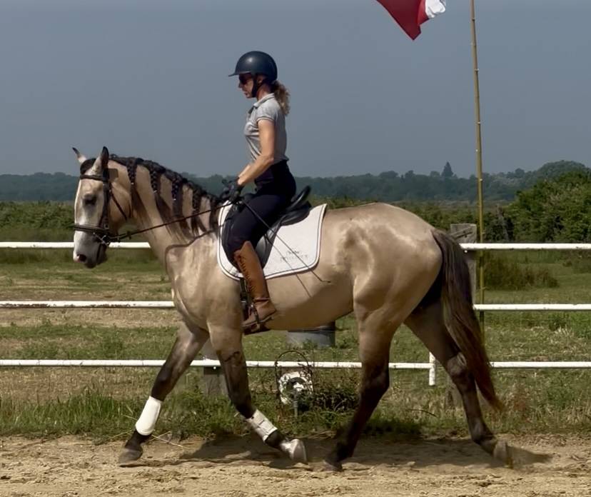 Entire Lusitano For sale 2022 Grey