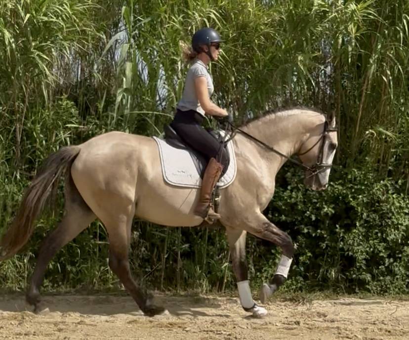 Entire Lusitano For sale 2022 Grey
