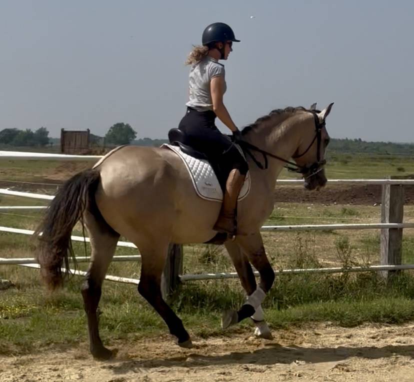 Entire Lusitano For sale 2022 Grey