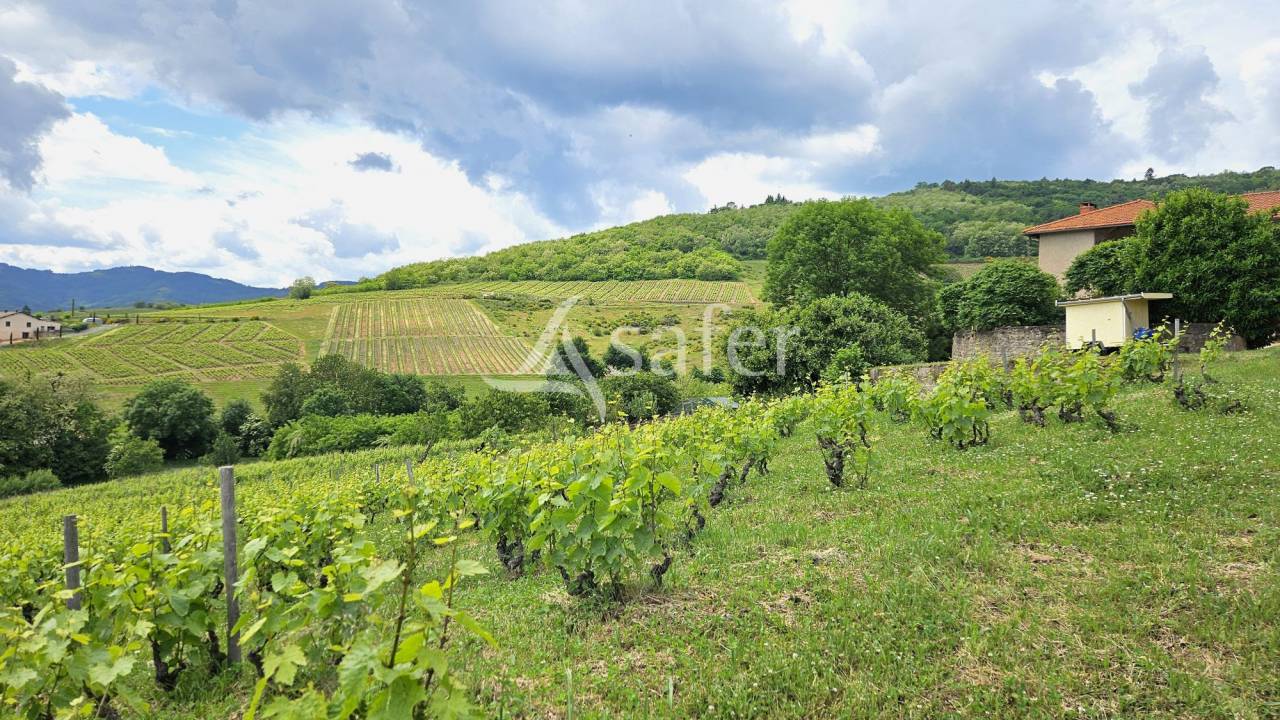 Vineyard  Rhône