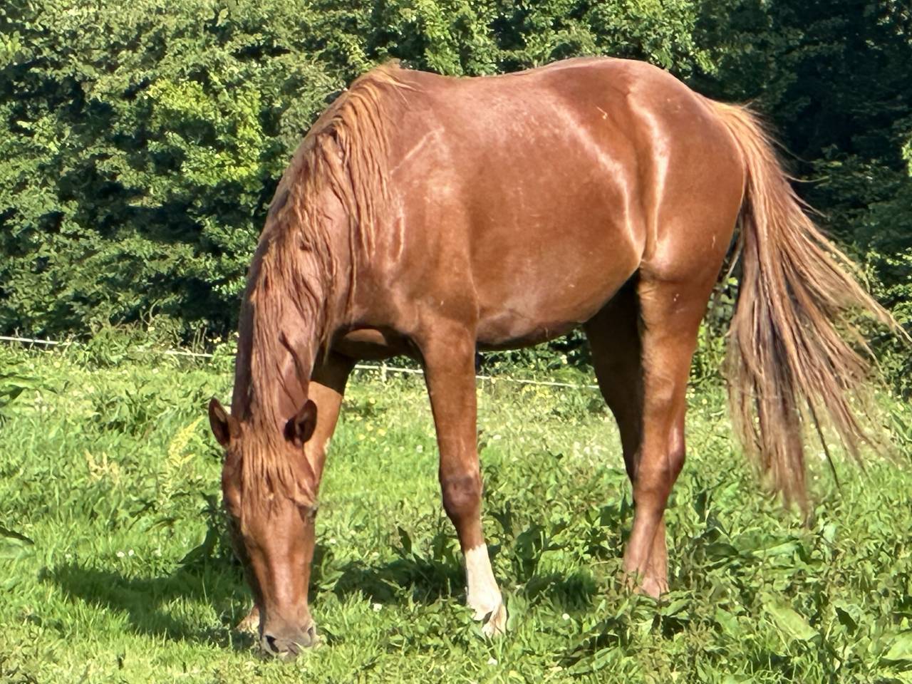 Gelding Selle Français For sale 2023 Chesnut