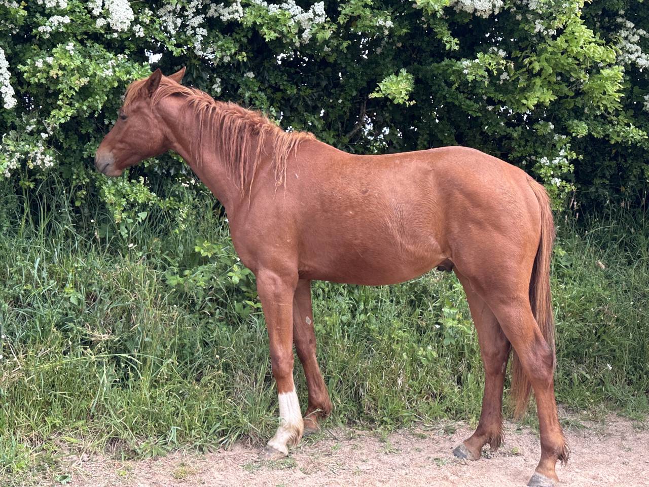 Gelding Selle Français For sale 2023 Chesnut