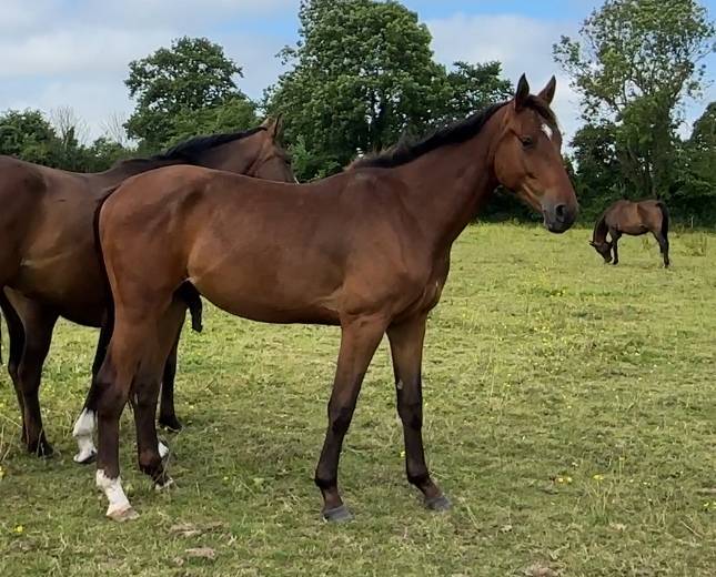 Gelding Selle Français For sale 2022 Bay