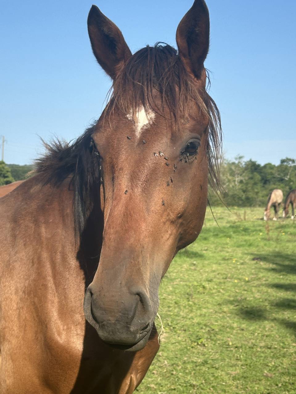 Gelding Selle Français For sale 2022 Bay