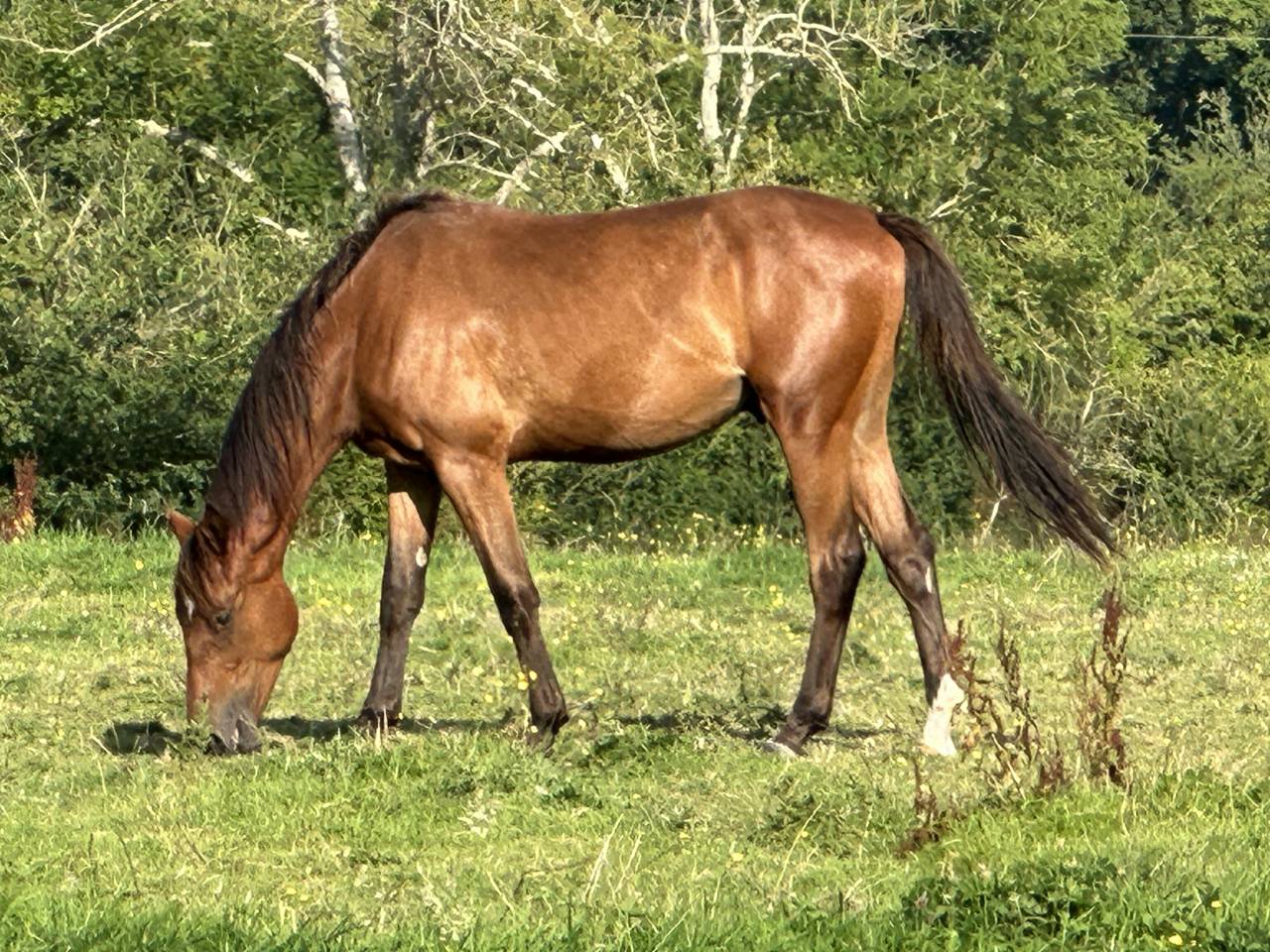 Gelding Selle Français For sale 2022 Bay