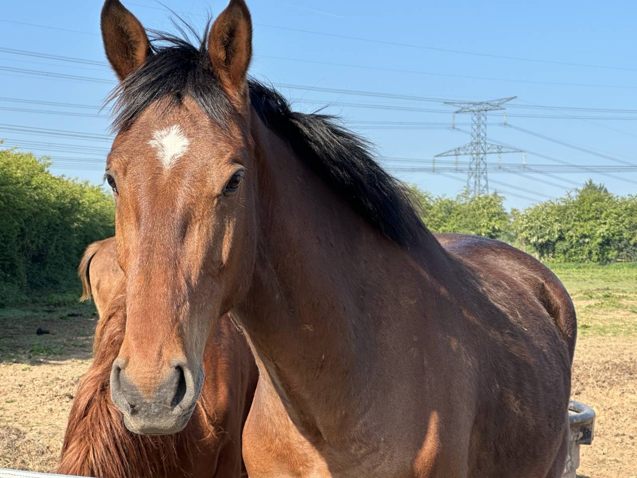 Gelding Selle Français For sale 2022 Bay