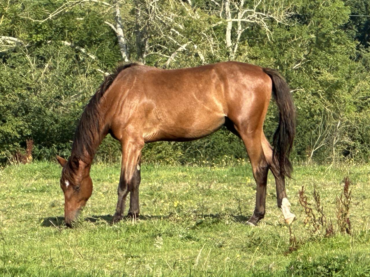 Gelding Selle Français For sale 2022 Bay
