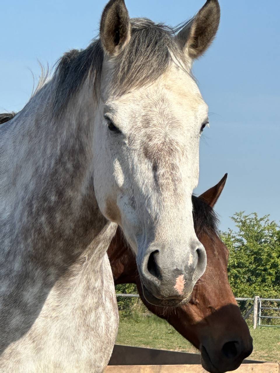 Mare Selle Français For sale 2019 Grey