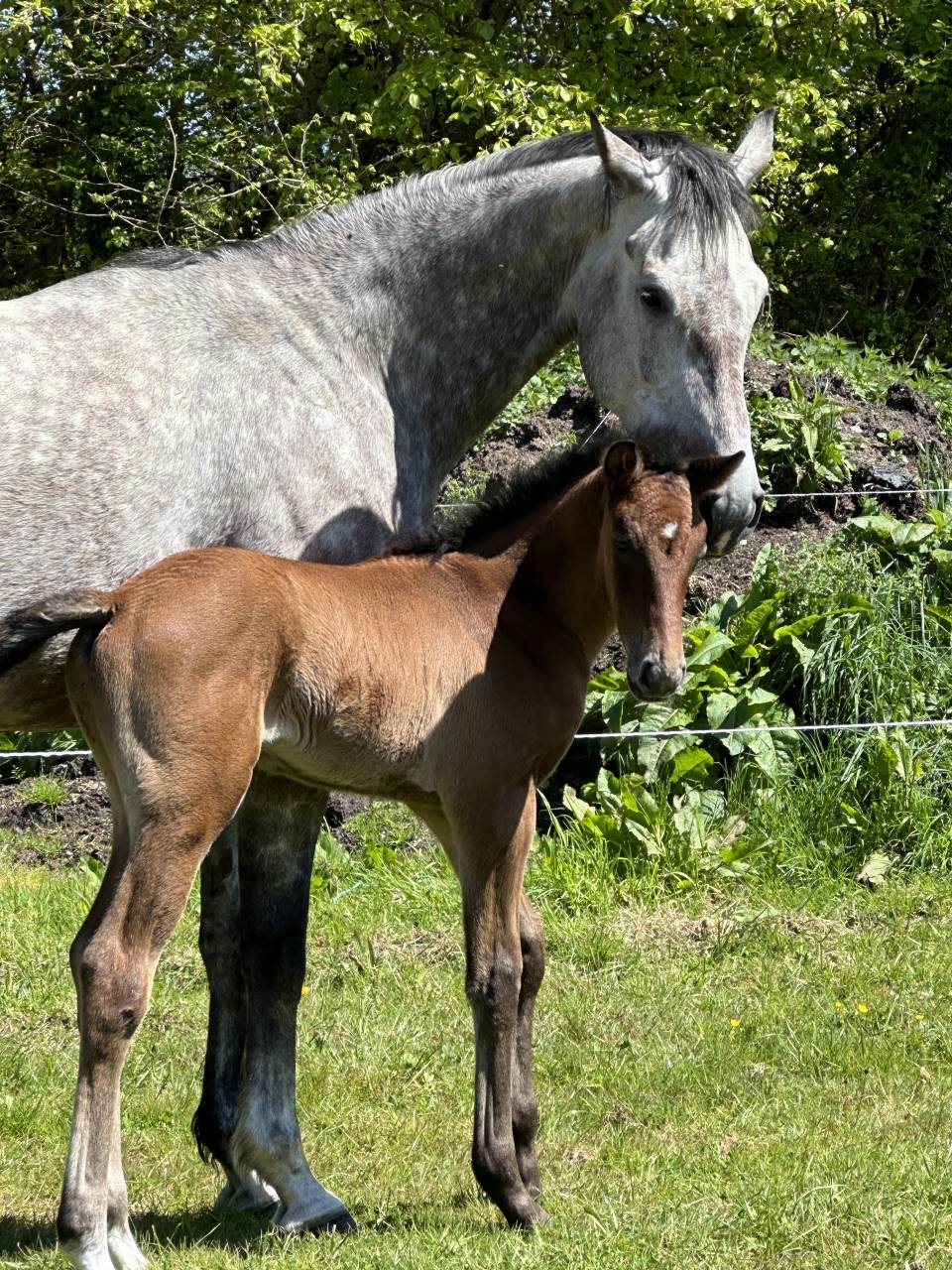 Mare Selle Français For sale 2019 Grey