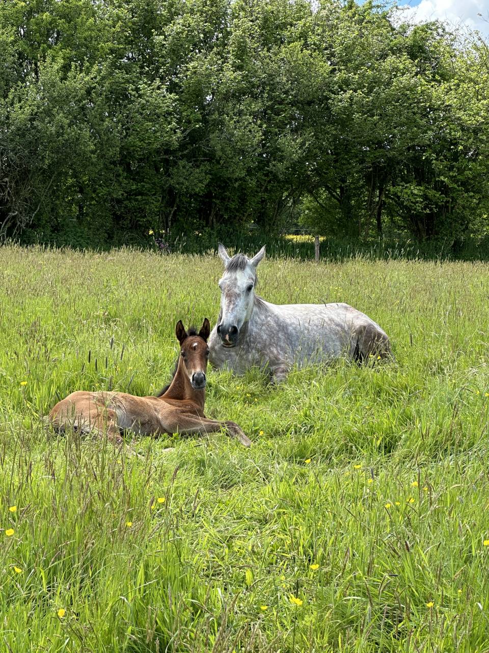 Mare Selle Français For sale 2019 Grey
